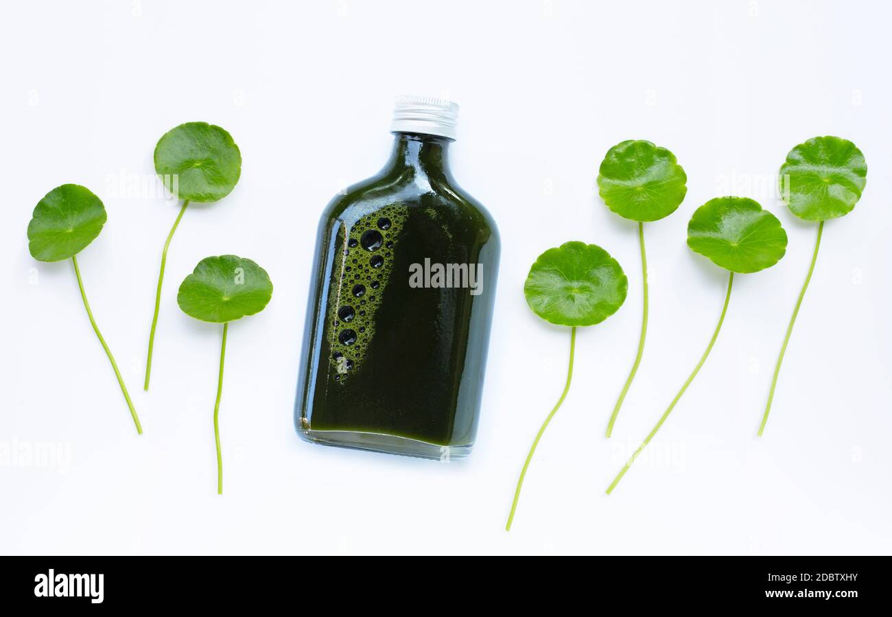 Centella asiatica quitte sur fond blanc. Banque D'Images