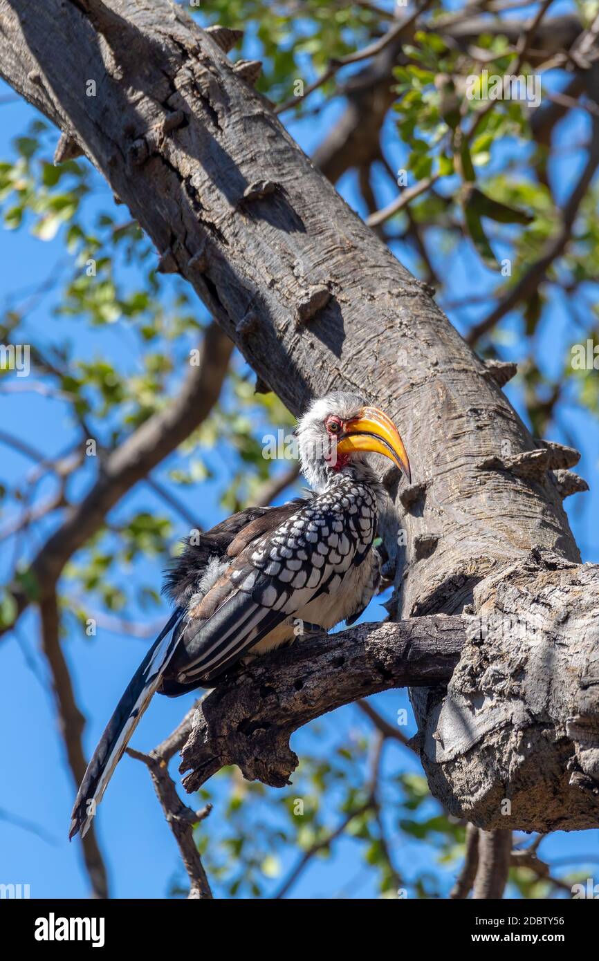 Le sud de l'oiseau calao à bec rouge (Tockus rufirostris) je suis intéressé sur rez pour l'alimentation. Nambwa réservation, la Namibie, l'Afrique de la faune Banque D'Images