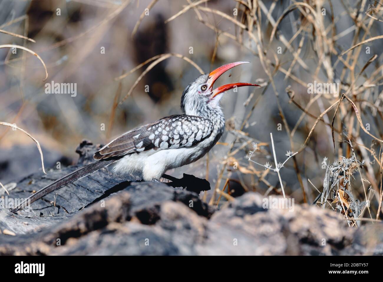 Le sud de l'oiseau calao à bec rouge (Tockus rufirostris) je suis intéressé sur rez pour l'alimentation. Nambwa réservation, la Namibie, l'Afrique de la faune Banque D'Images