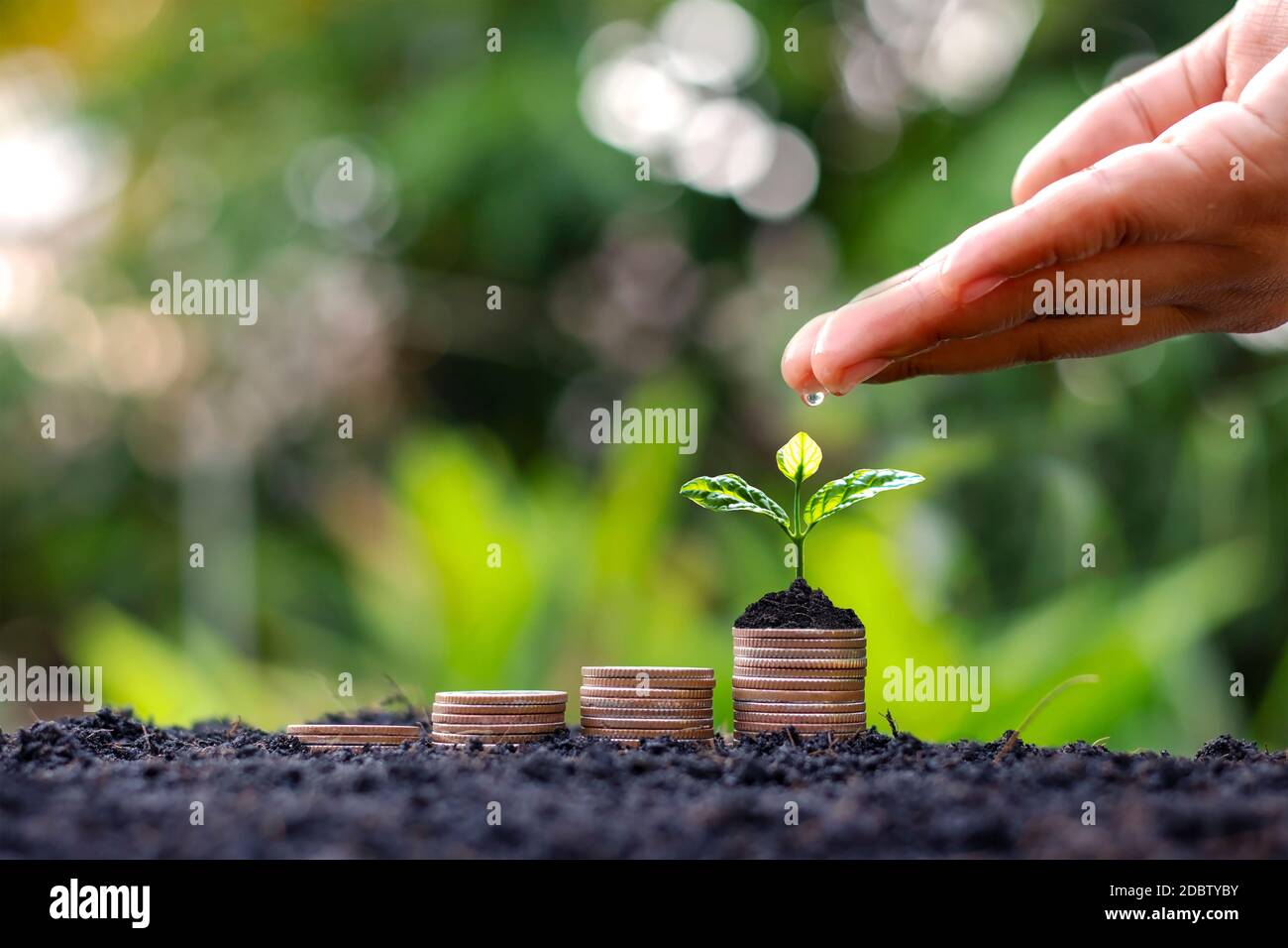 Les mains des agriculteurs arrosant des semis, plantant des cultures sur des pièces de monnaie, des idées d'investissement pour l'agriculture et la croissance financière. Banque D'Images