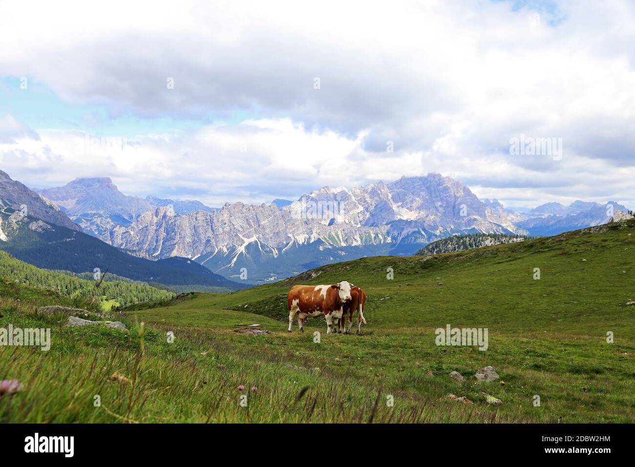 Deux bovins Simmental sur un pré de montagne dans les Dolomites dans le Tyrol du Sud de l'Italie Banque D'Images