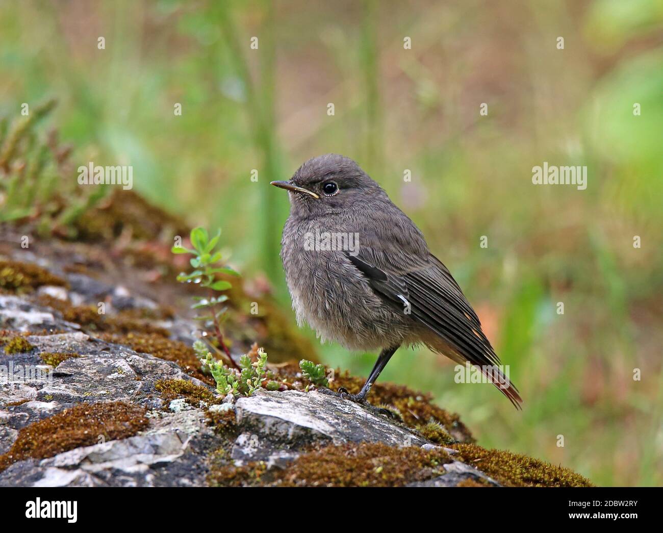 Jeune oiseau à la maison Phénicurus ochruros à queue rouge Banque D'Images