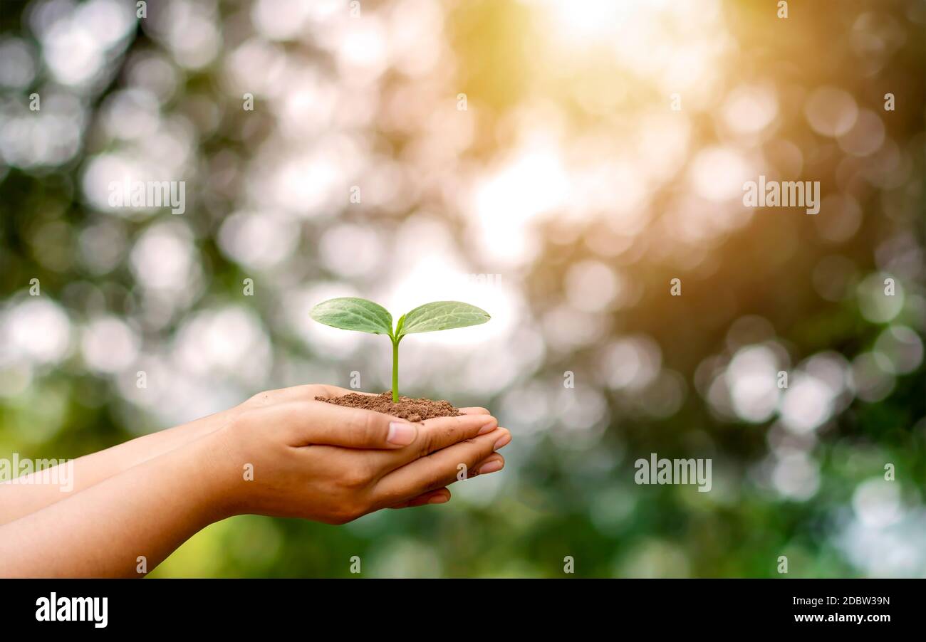 Les arbres sont plantés sur des mains humaines avec des fonds verts naturels, le concept de croissance et de conservation des plantes. Banque D'Images