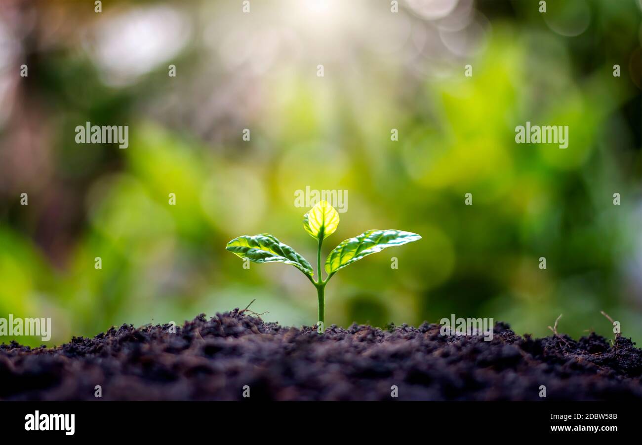 Petits arbres aux feuilles vertes, croissance naturelle et lumière du soleil, concept d'agriculture et croissance durable des plantes. Banque D'Images
