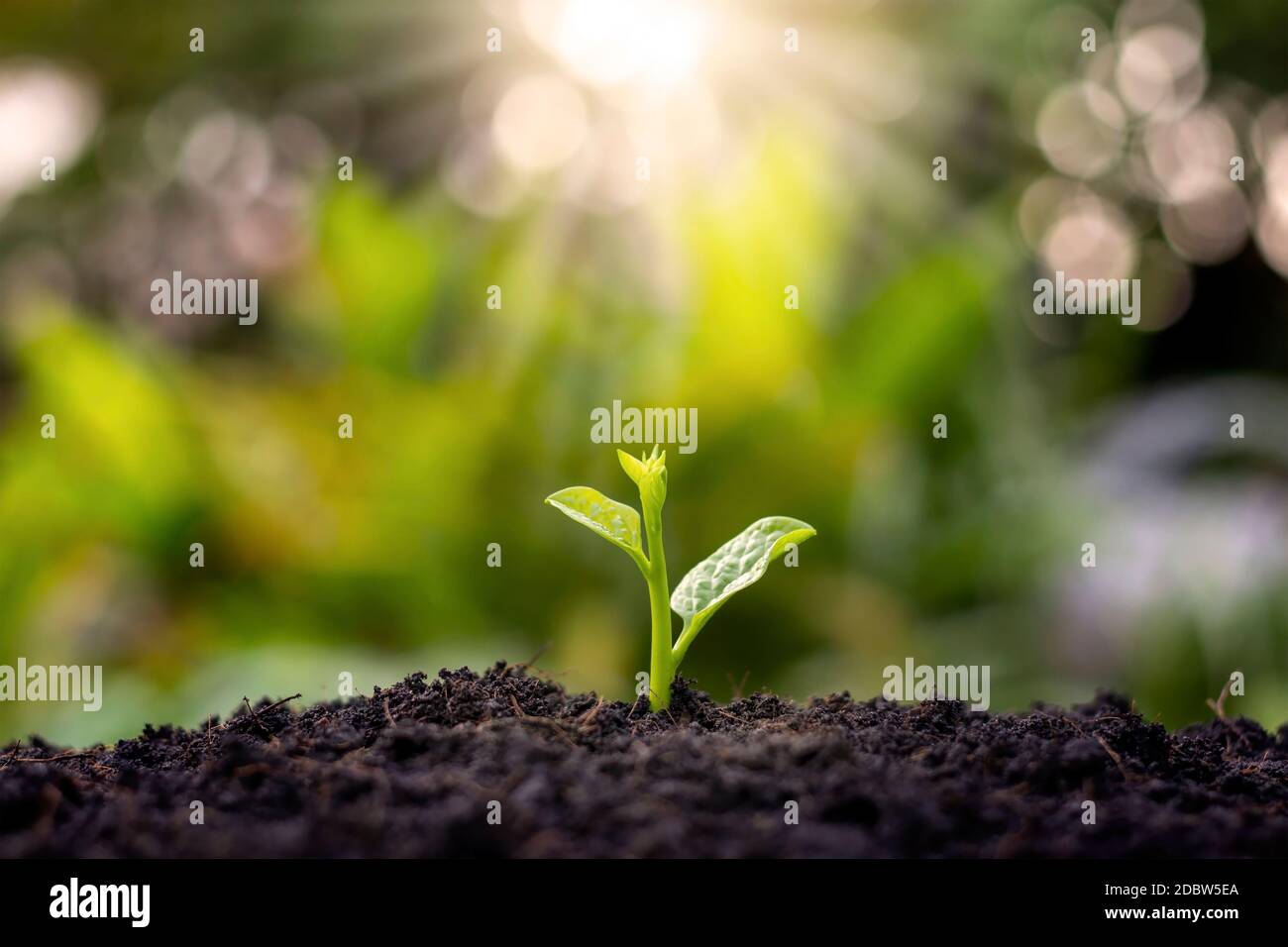 Petits arbres qui poussent et poussent sur le sol, y compris le soleil du matin, le concept de croissance végétale et d'investissement pour l'agriculture. Banque D'Images