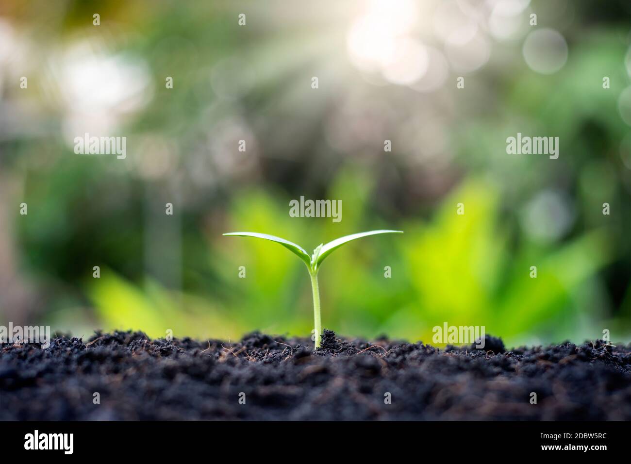 Petits arbres aux feuilles vertes, croissance naturelle et lumière du soleil, concept d'agriculture et croissance durable des plantes. Banque D'Images