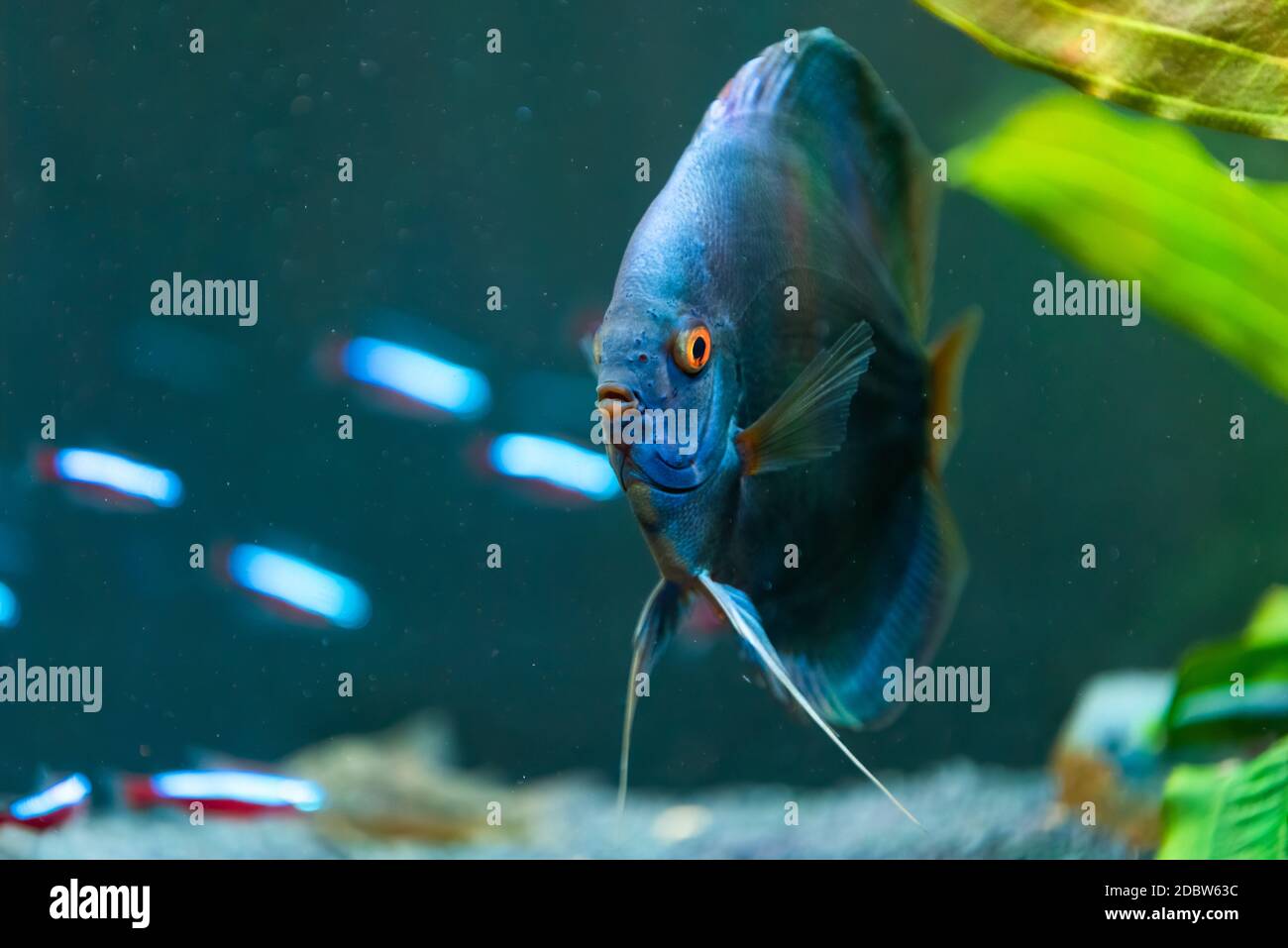 Gros plan d'un poisson bleu tropical Symphysodon discus dans un bassin de poissons. Arrière-plan de mise au point sélective. Banque D'Images