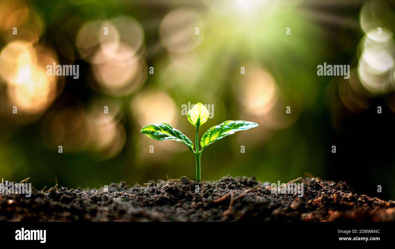Petits arbres aux feuilles vertes, croissance naturelle et lumière du soleil, concept d'agriculture et croissance durable des plantes. Banque D'Images