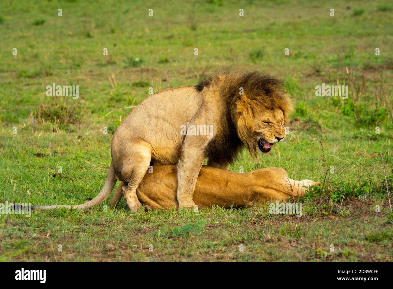 Le lion mâle grogne lorsqu'il s'accouple avec la femelle Banque D'Images