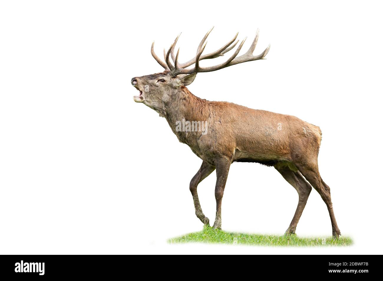 cervus elaphus, le cerf-rouge dominant, se labât avec des bois massifs qui brûlent pendant la saison de rutting, isolés sur fond blanc. Mammifères territoriaux de sexe masculin appelant W Banque D'Images