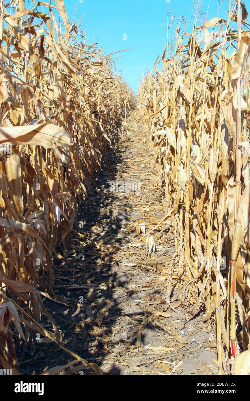 rangées de maïs inspectant la plantation. Maïs mûr sur le terrain. Les tiges de maïs sèches sur le terrain sont prêtes pour la récolte. Culture agricole Banque D'Images