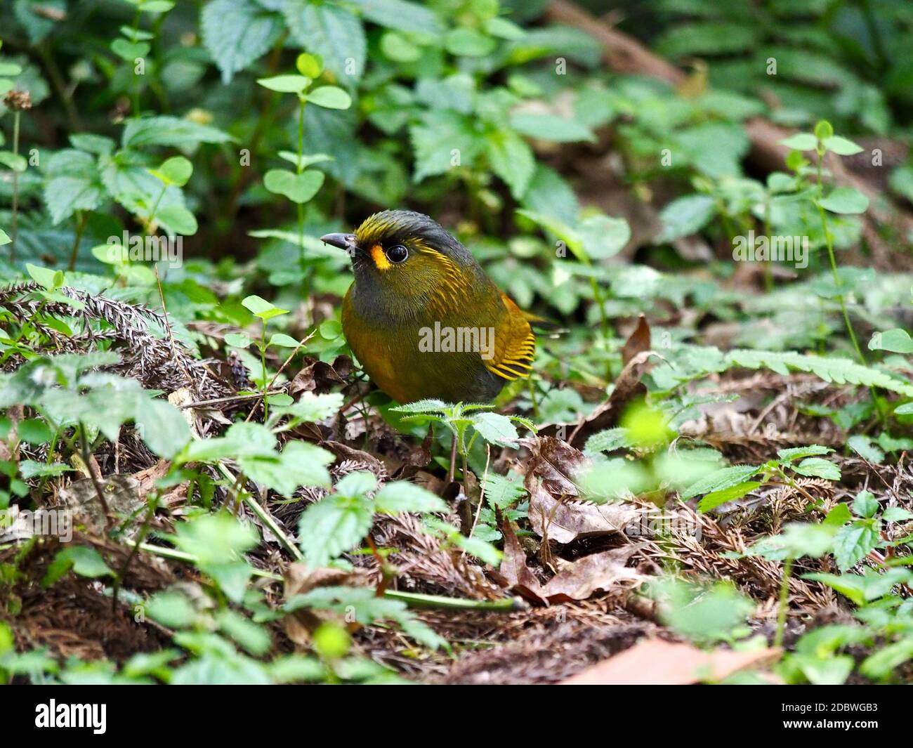 oiseau sautant sur le sol Banque D'Images