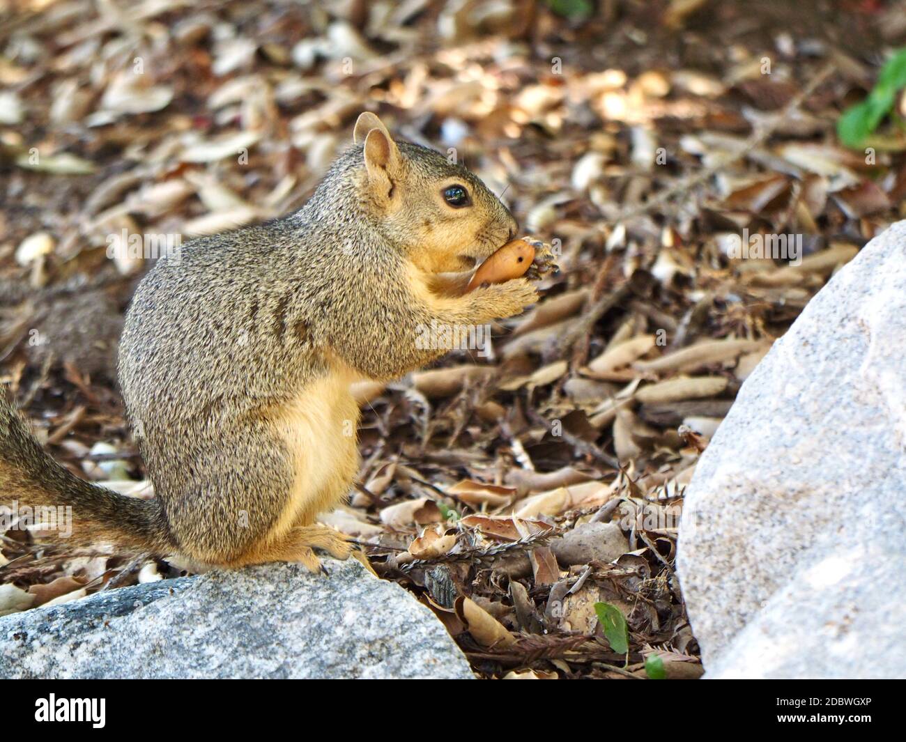 Écureuil manger de l'Acorn dans le jardin Banque D'Images