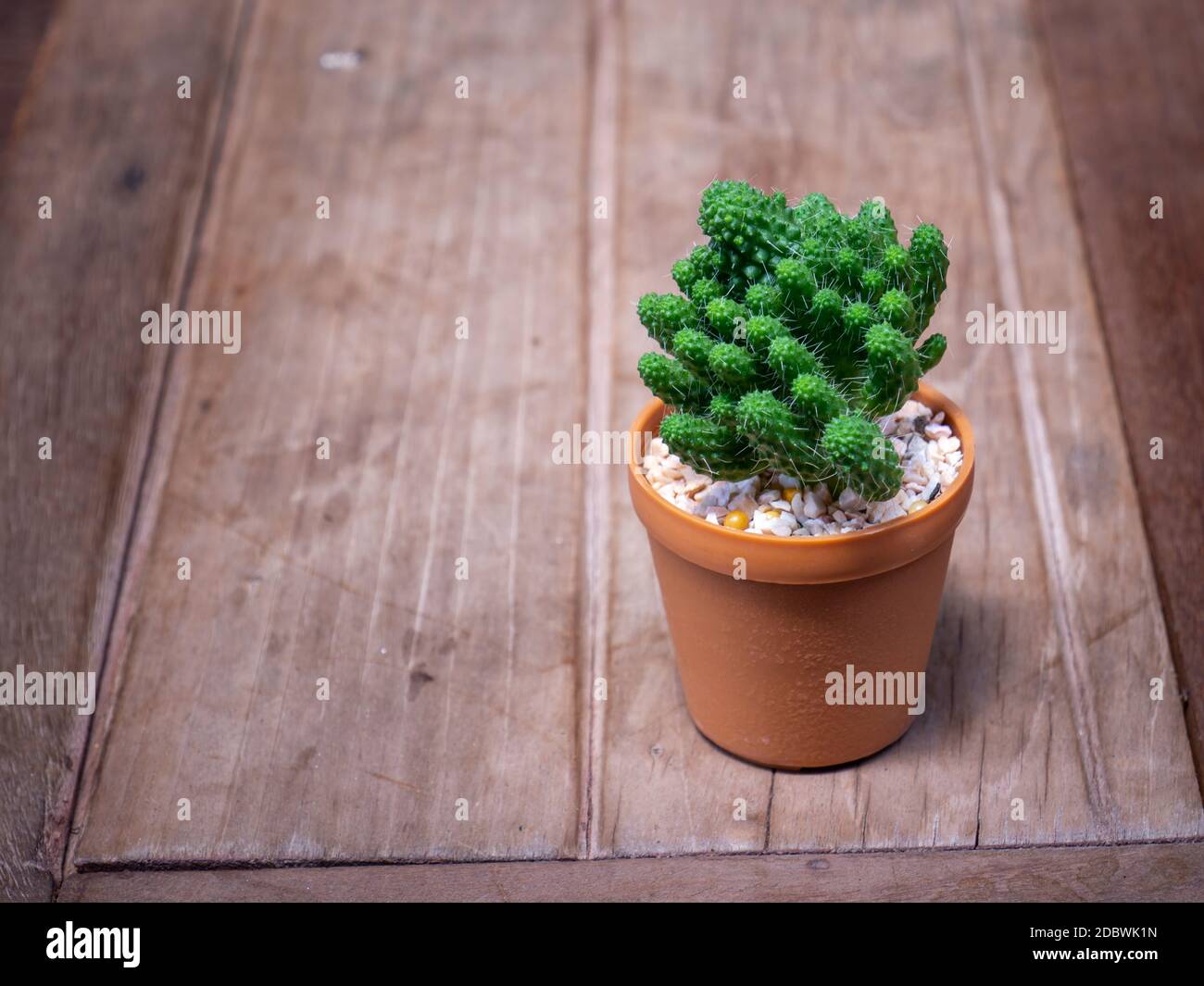 cactus dans des pots en bois placés sur la table en bois Banque D'Images
