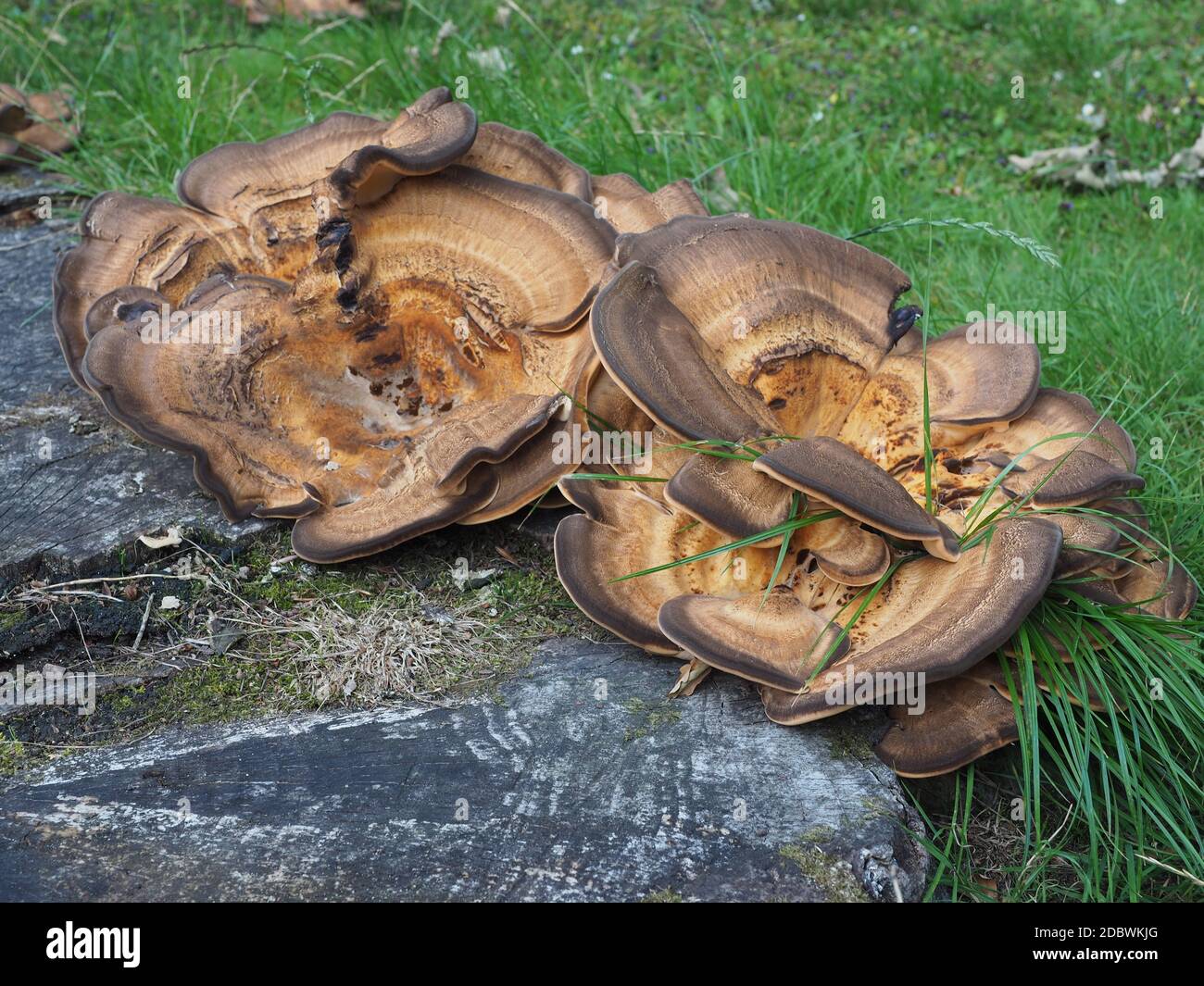 Sur une souche de champignon Banque D'Images