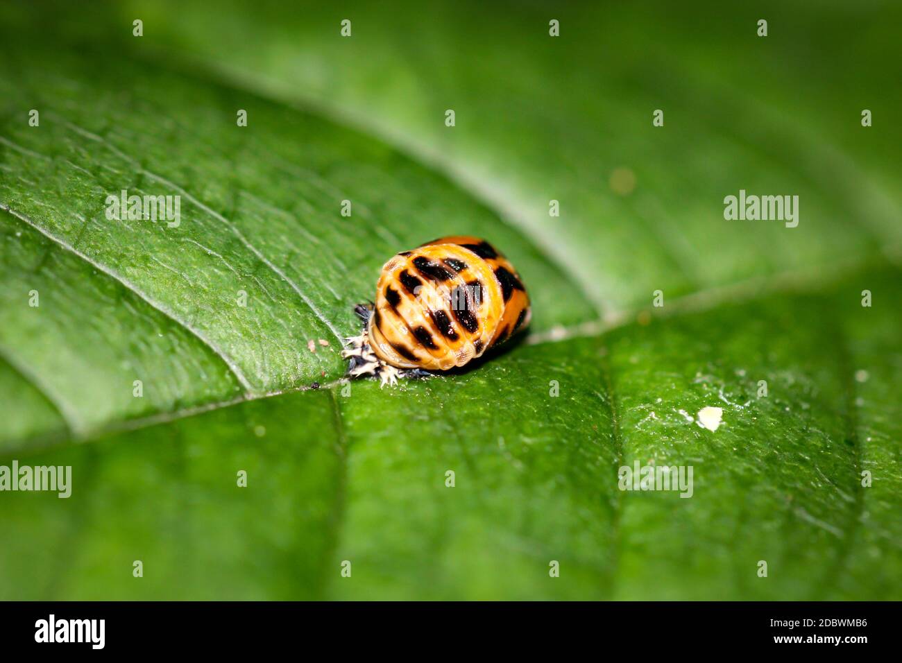 Gros plan d'une larve d'une coccinelle, lion pucerons. Banque D'Images