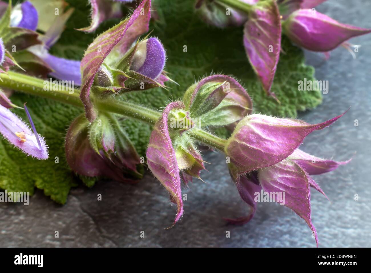 Plantes médicinales précieuses-sage, qui a un effet antiseptique et  désinfectant Photo Stock - Alamy