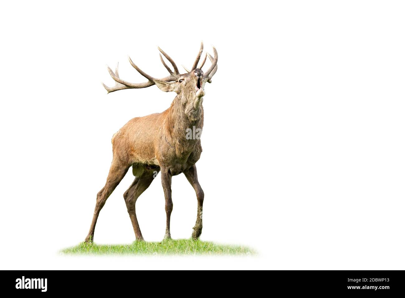 Cerf rouge sauvage, cervus elaphus, rugissement de cerf et approche pendant la saison d'accouplement depuis la vue de face isolée sur blanc. Animal mâle avec des bois appelant n Banque D'Images