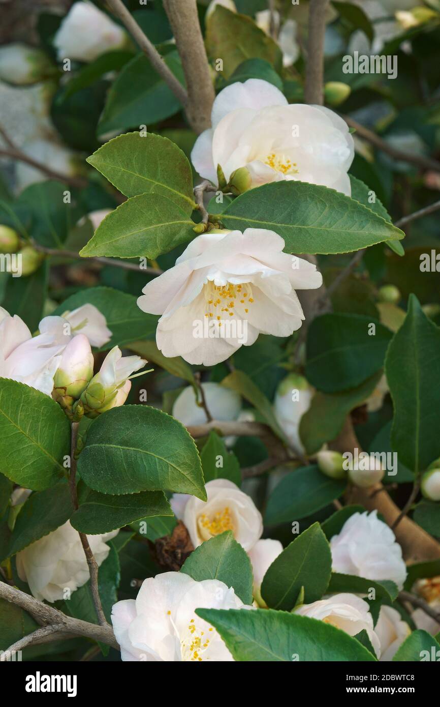 Camélia Spring Mist (Camellia x lutchuensis 'Spruing Mist') Banque D'Images