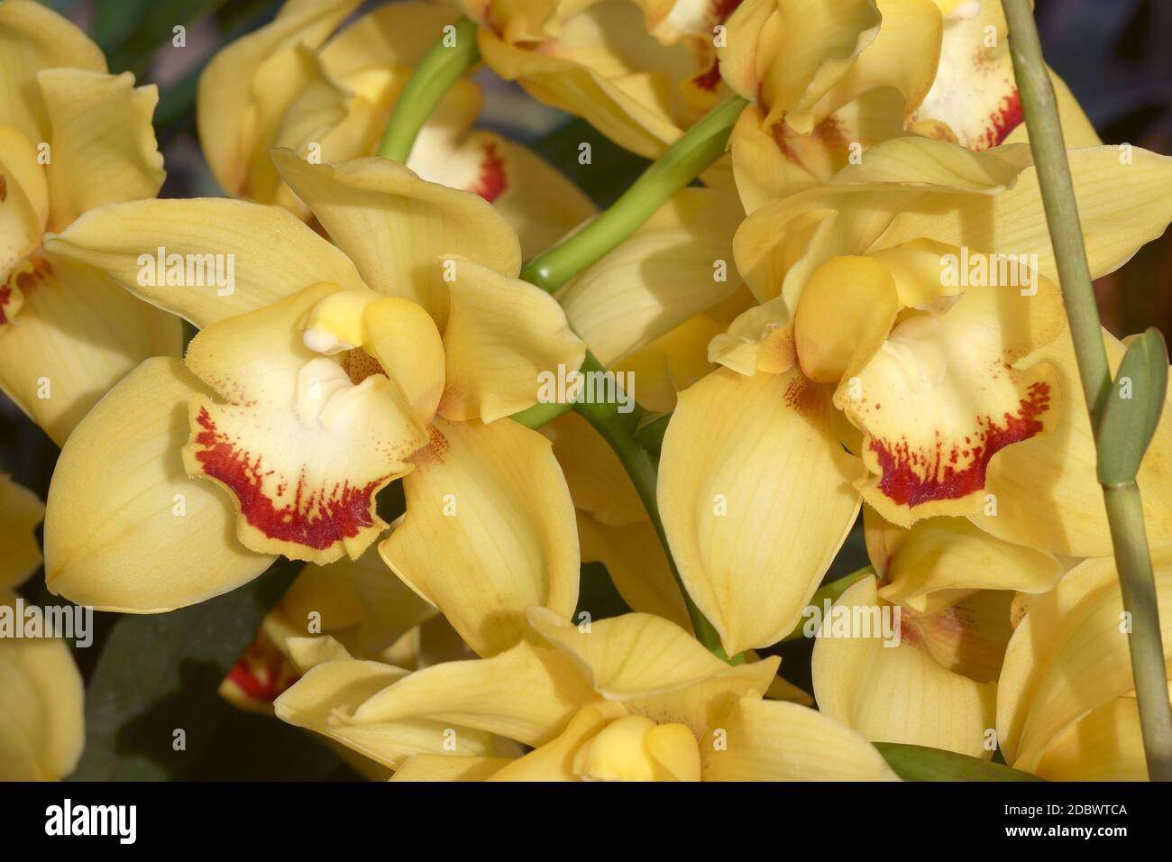 Orchidée de bateau hybride (Cymbidium) Banque D'Images