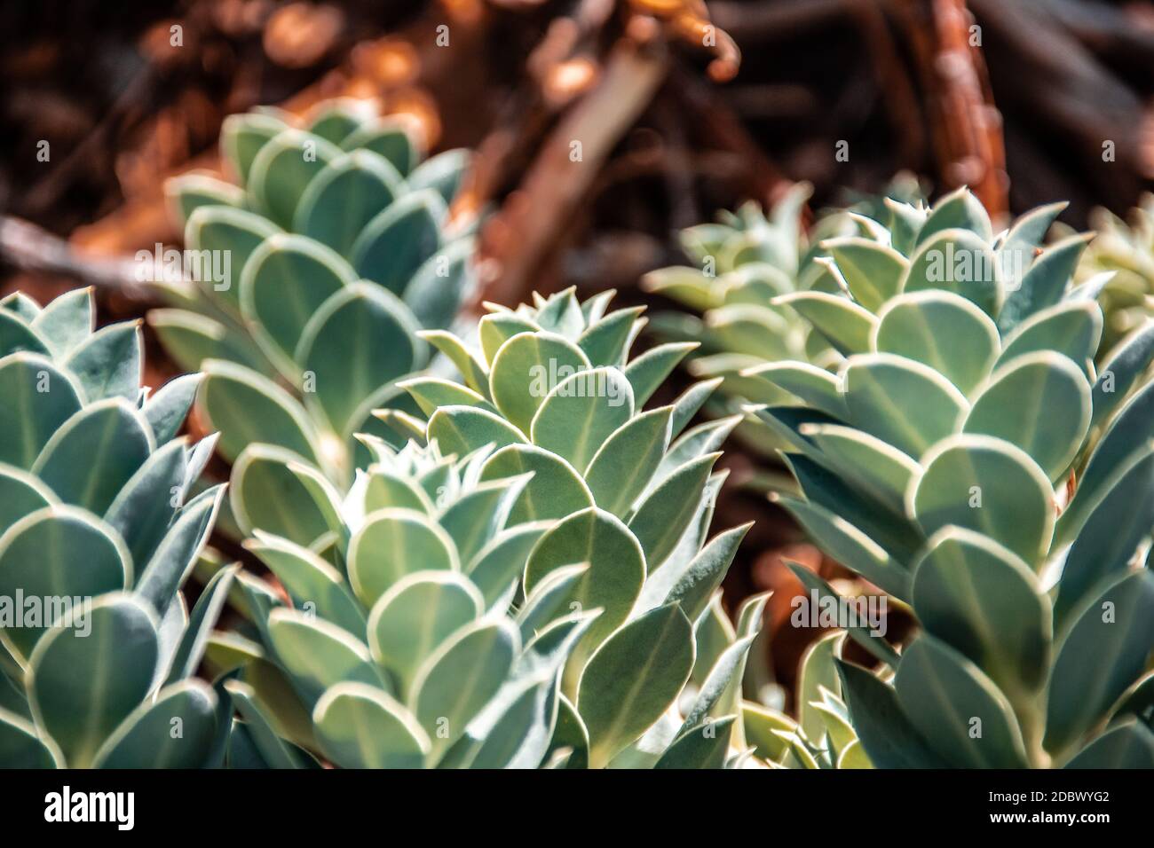 Les plantes grasses dans le jardin en gros plan Banque D'Images