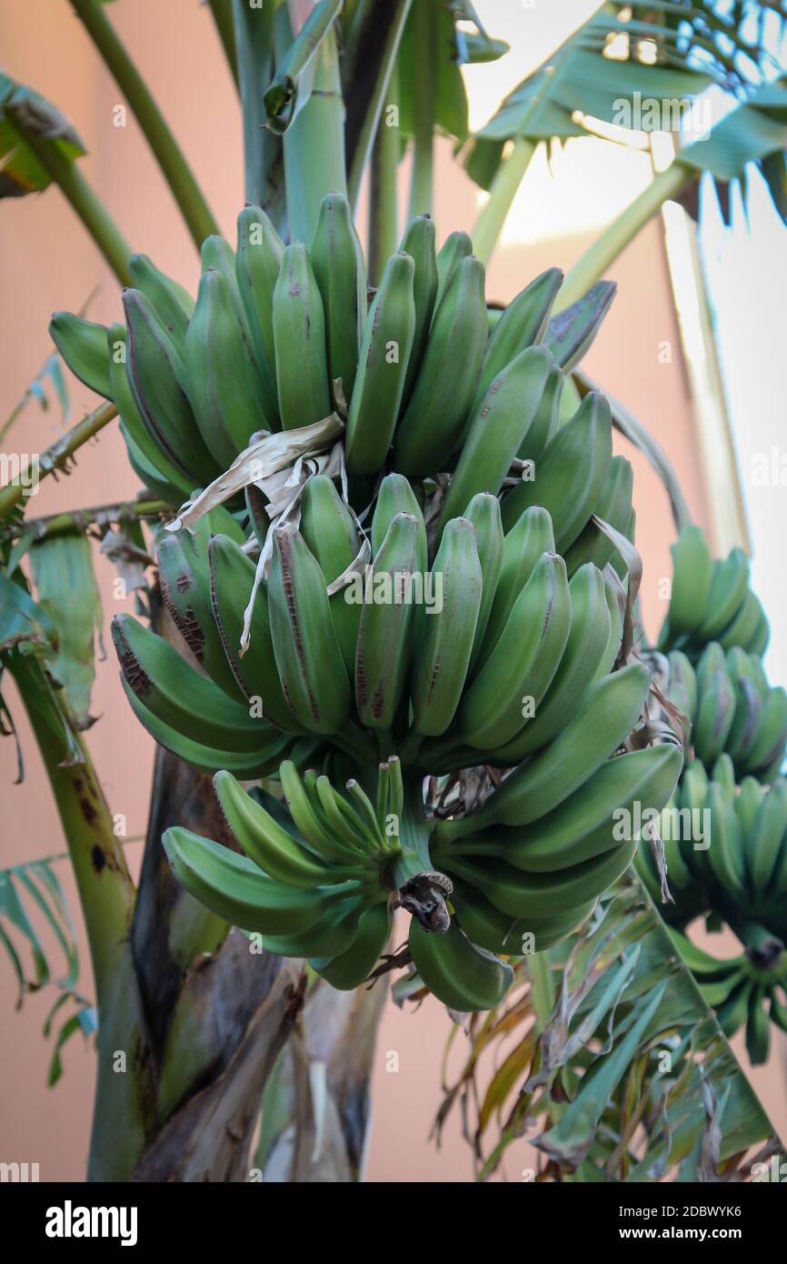 Vue sur un bananiers avec des bananes qui sont encore vertes. Banque D'Images