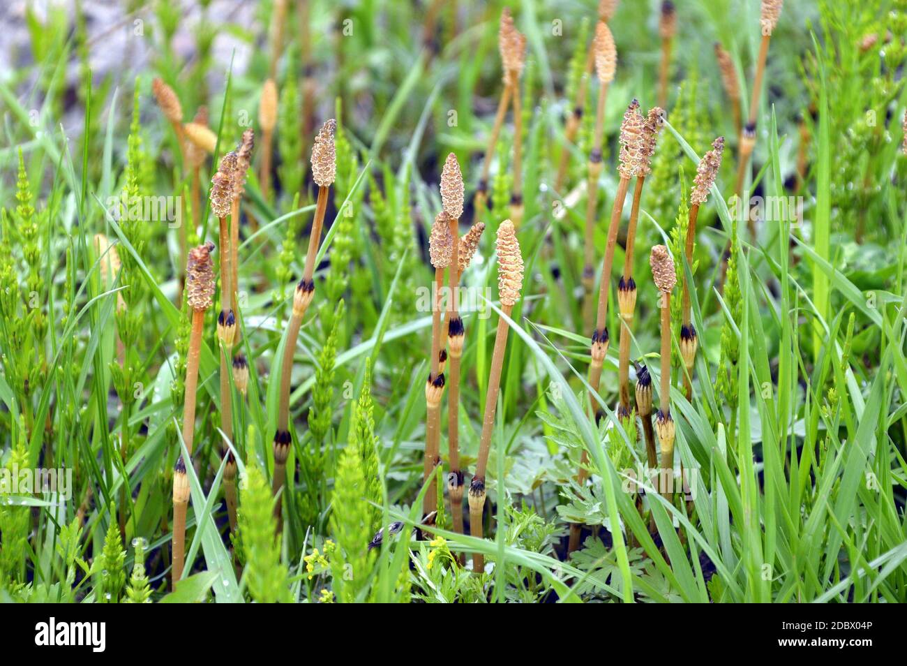 Equisetum (Horsetail, marestail) avec strobilus dans l'herbe verte Banque D'Images