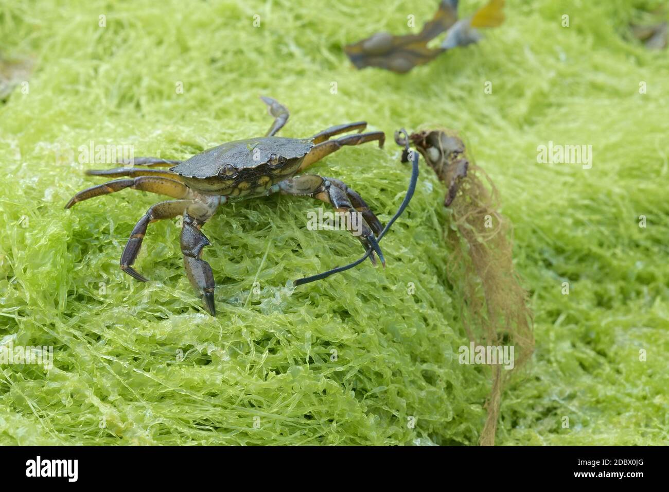 Le crabe commun, également connu sous le nom de crabe vert européen, Carcinus maenas, se dresse sur l'algue verte brandissant l'algue dans sa griffe gauche. Banque D'Images