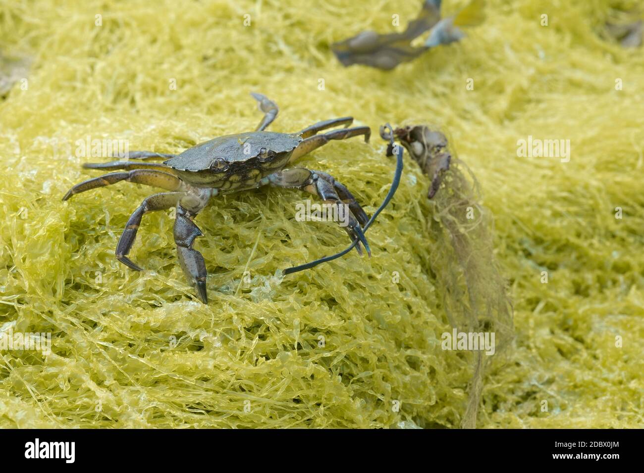 Le crabe commun, également connu sous le nom de crabe vert européen, Carcinus maenas, se dresse sur l'algue jaune brandissant l'algue dans sa griffe gauche. Banque D'Images