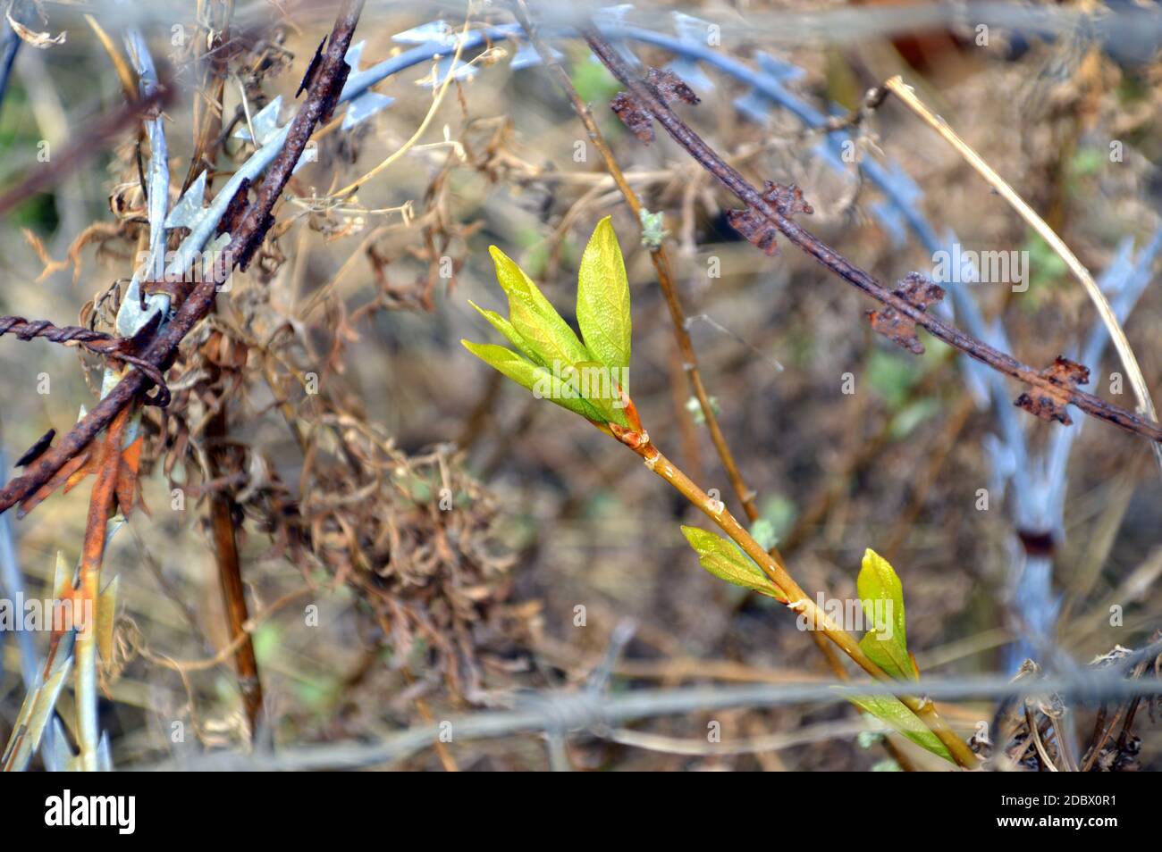 Concept des effets nocifs de l'activité humaine sur l'environnement: Branche d'arbre avec feuilles vertes fraîches entourées d'une clôture barbelée Banque D'Images