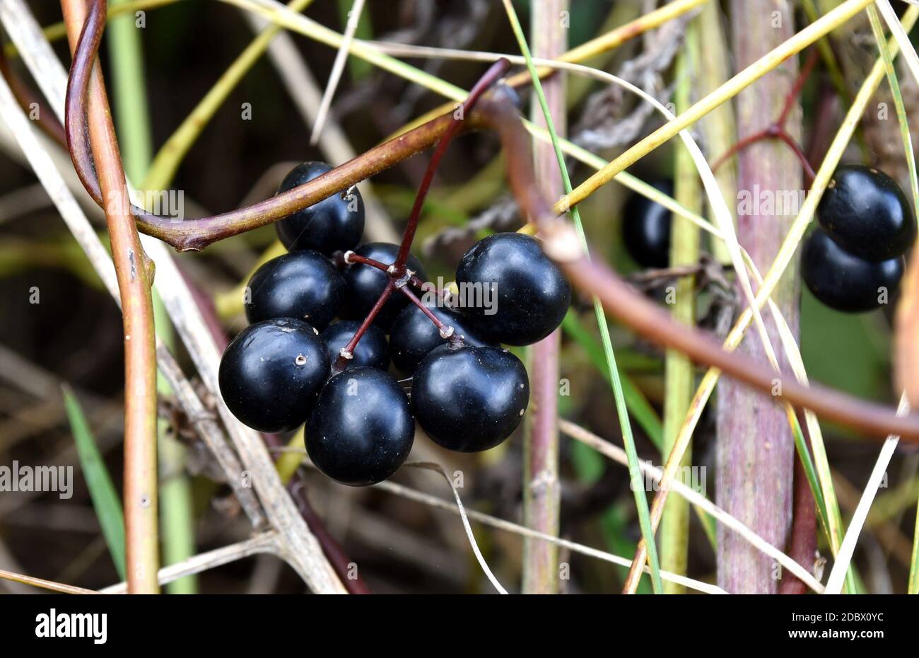 Baies communes Privet (Ligustrum vulgare) Banque D'Images