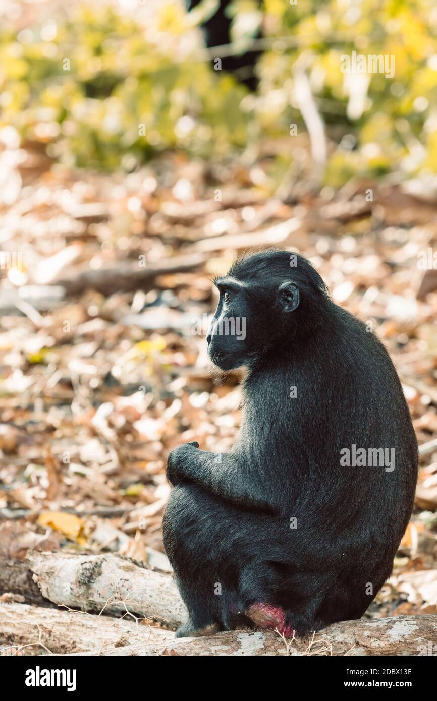 Singe endémique Celebes macaque à crête connu sous le nom de singe noir (Macaca nigra) dans la forêt tropicale, réserve naturelle de Tangkoko dans le nord de Sulawesi, Indonésie sauvage Banque D'Images