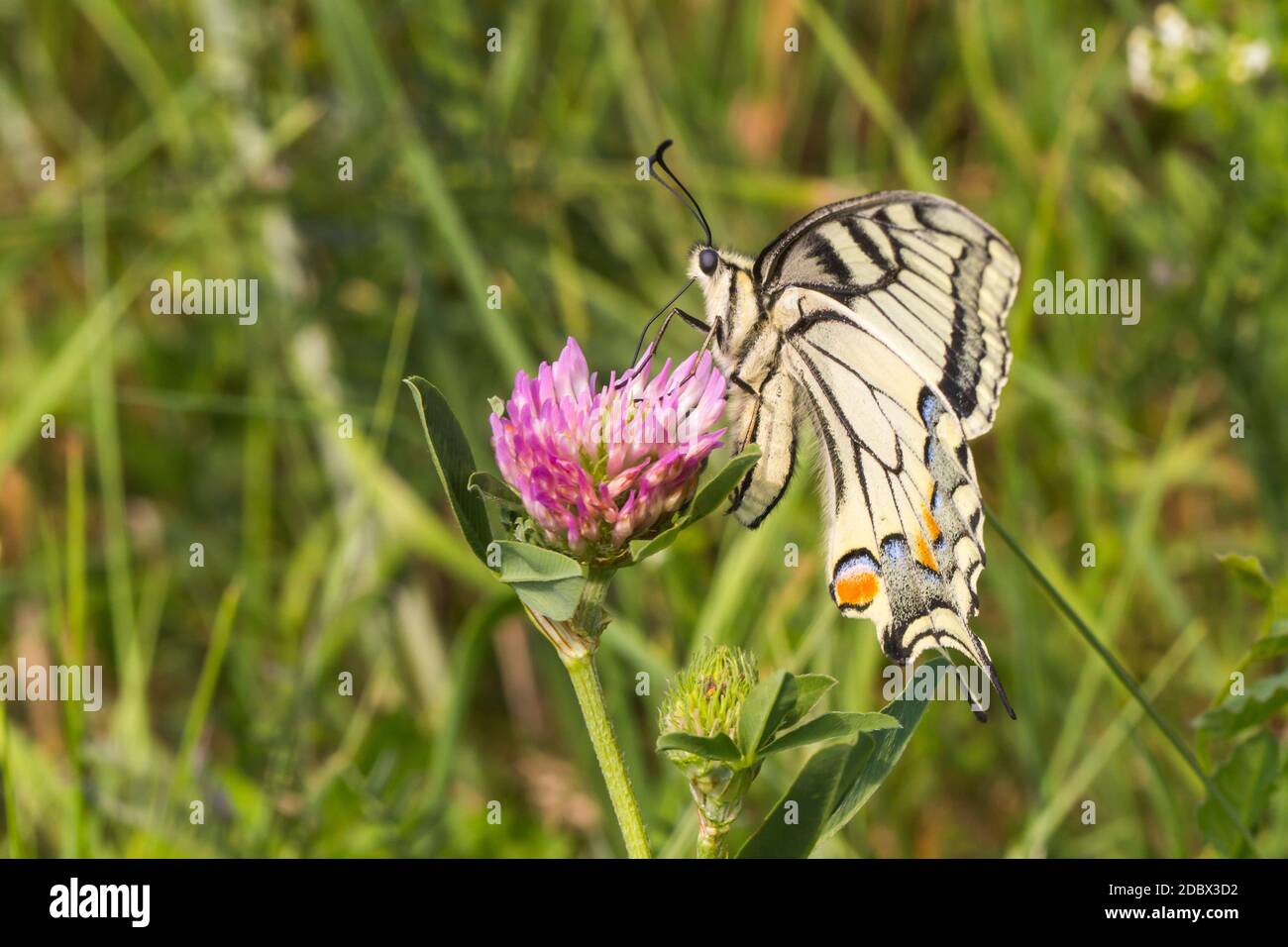 Un papillon sur une fleur Banque D'Images