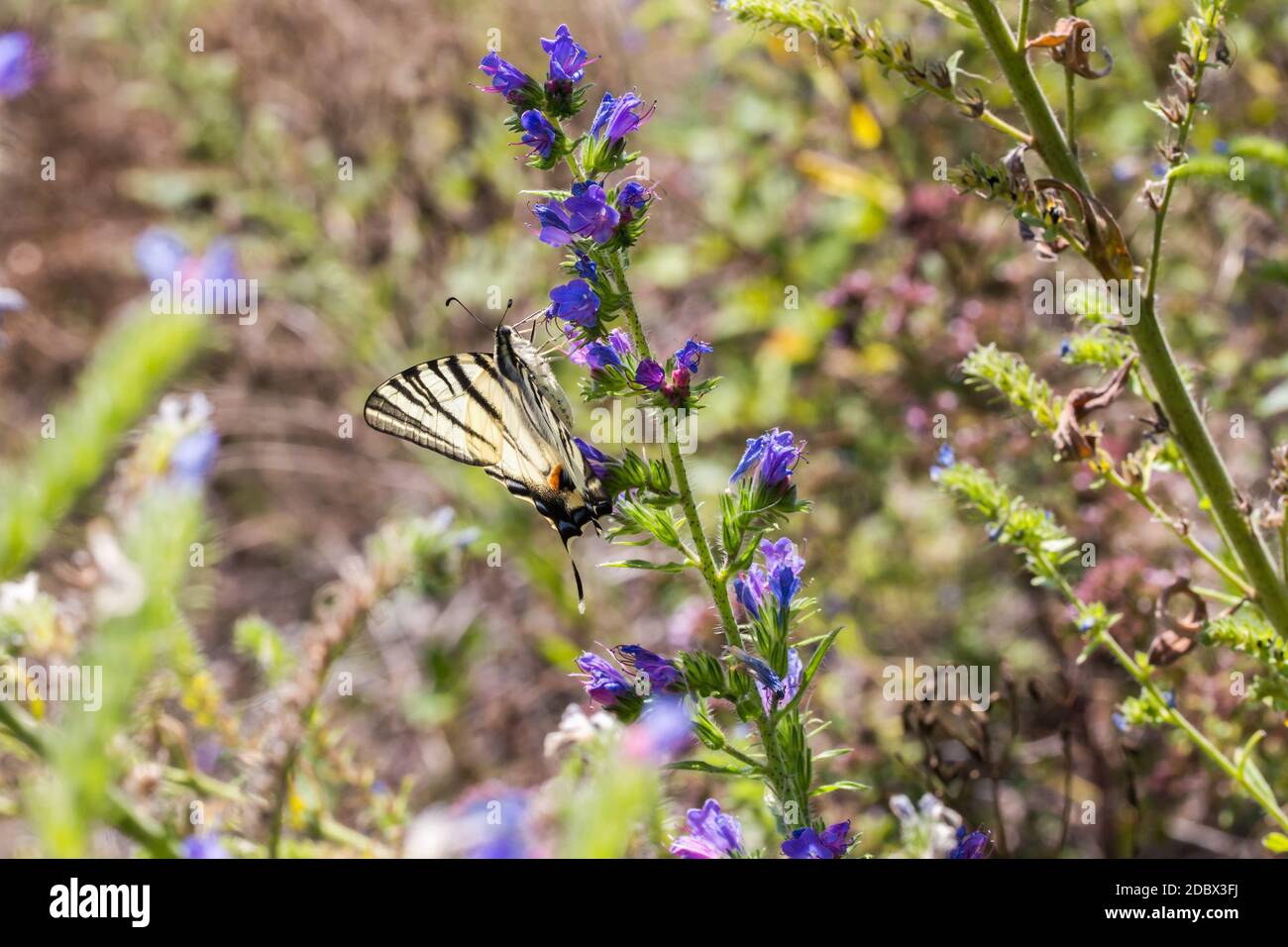 Un papillon est assis sur une fleur Banque D'Images