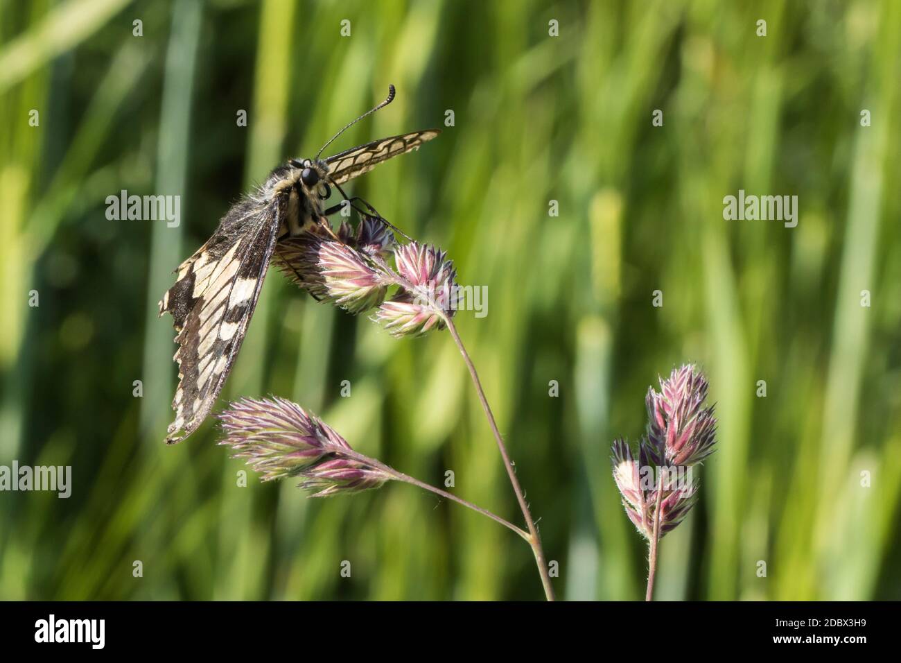 Un papillon sur une fleur Banque D'Images