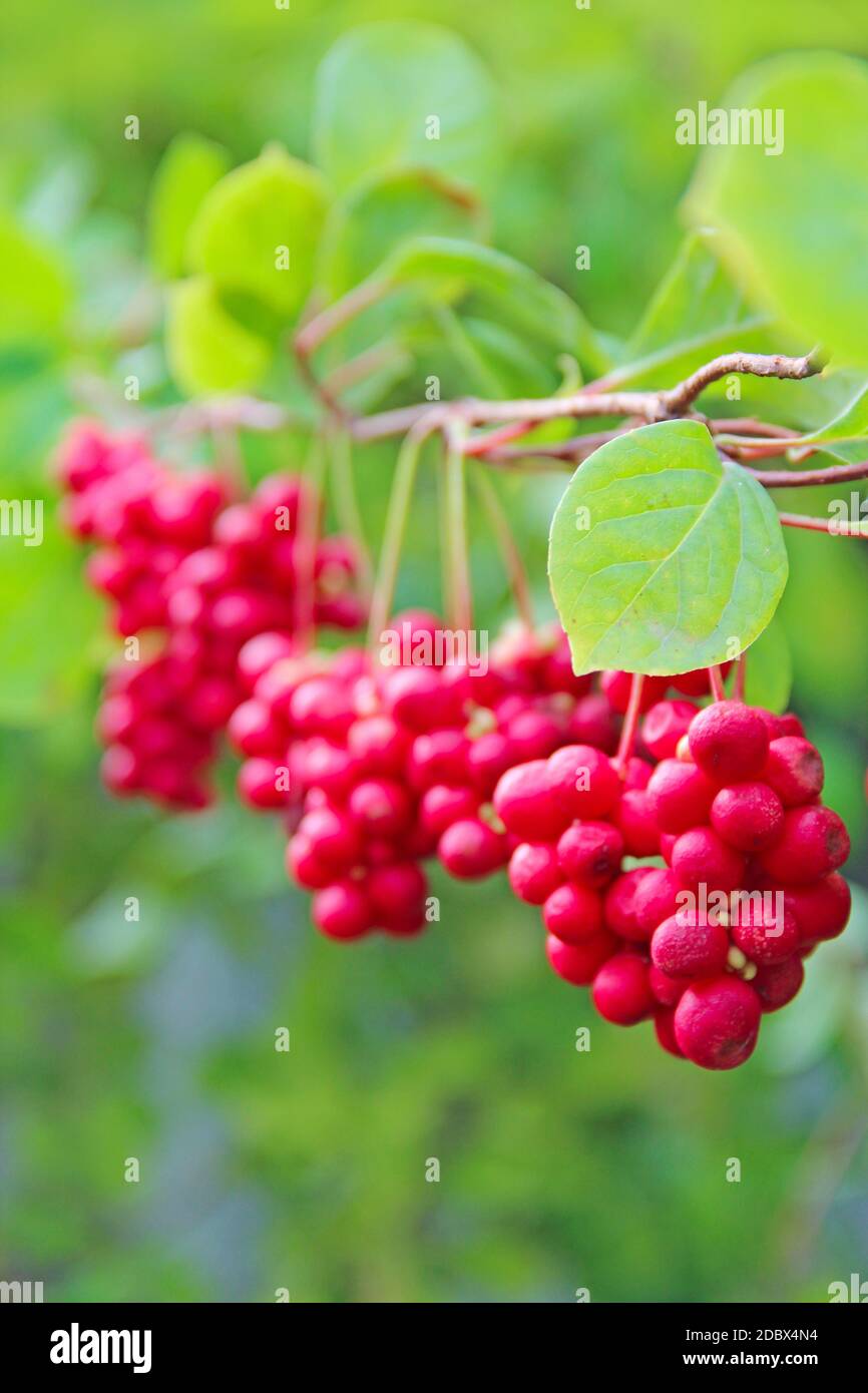 Fruits rouges de schisandra poussant sur la branche de près. Grappes de schizandra mûres. Récolte de plantes utiles. Le schizandra rouge est accroché à la branche verte. SC Banque D'Images