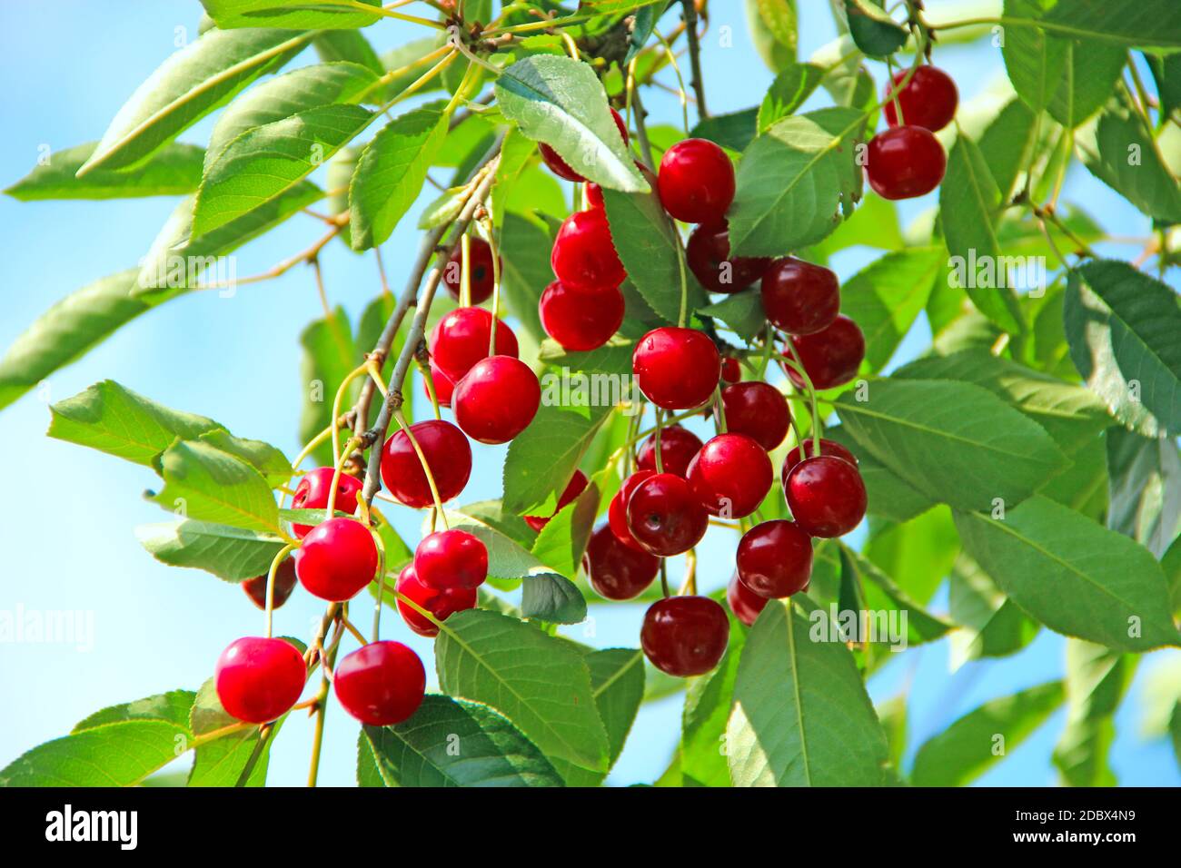 Cerise mûre accrochée à la branche. Des baies rouges de cerise sont accrochées à l'arbre par des rayons ensoleillés. Des lumières solaires éclairent le groupe de baies de cerises Banque D'Images