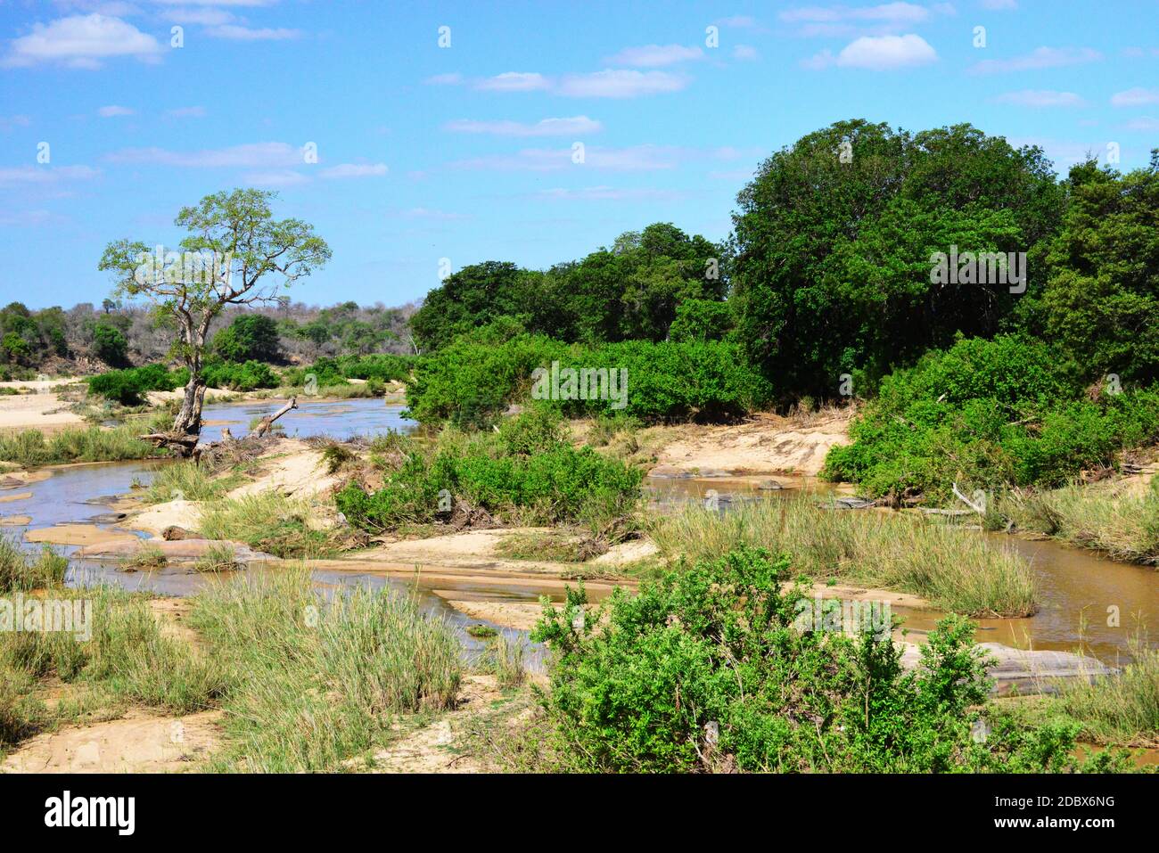 Paysage du parc national Kruger en Afrique du Sud.le parc Kruger est situé dans le plat Lowveld, la partie centrale à une hauteur moyenne de 250 m au-dessus du niveau de la mer. Banque D'Images