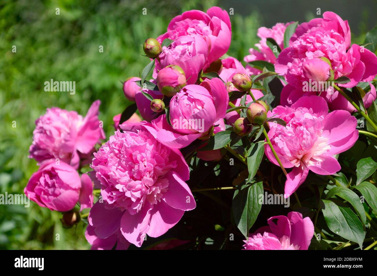 Pivoines rose vif sur fond d'herbe verte Banque D'Images