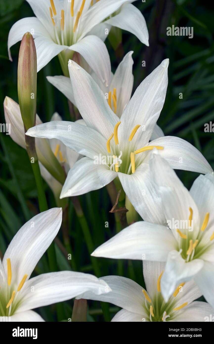 Zephyranthes atamasco Atamasco (Lily). Banque D'Images