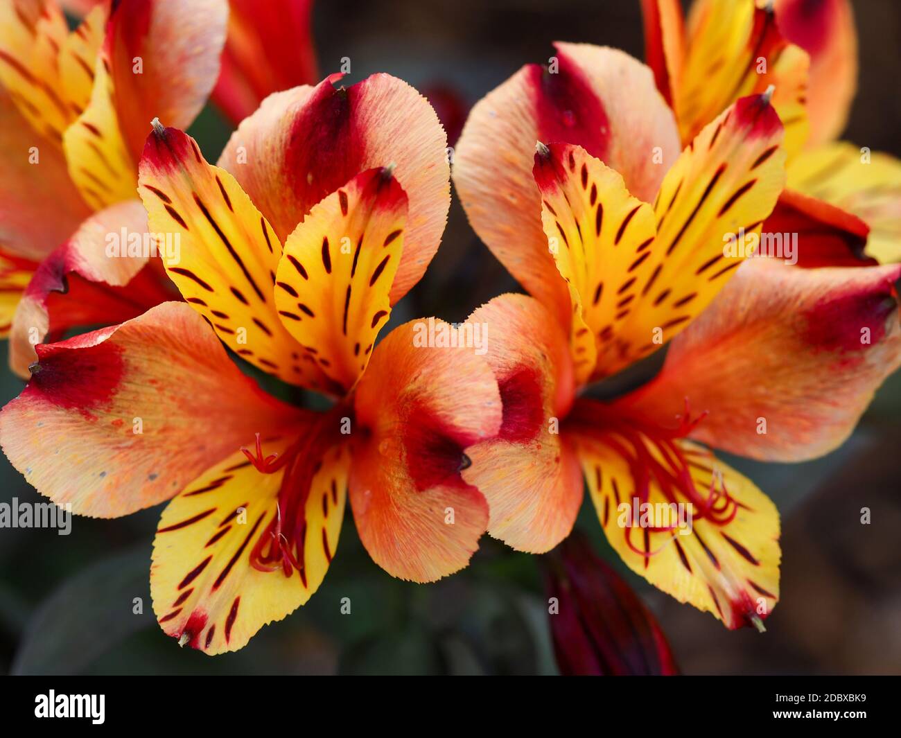 Gros plan de deux belles fleurs orange Alstroemeria de nénuphars péruviens, variété été indien Banque D'Images