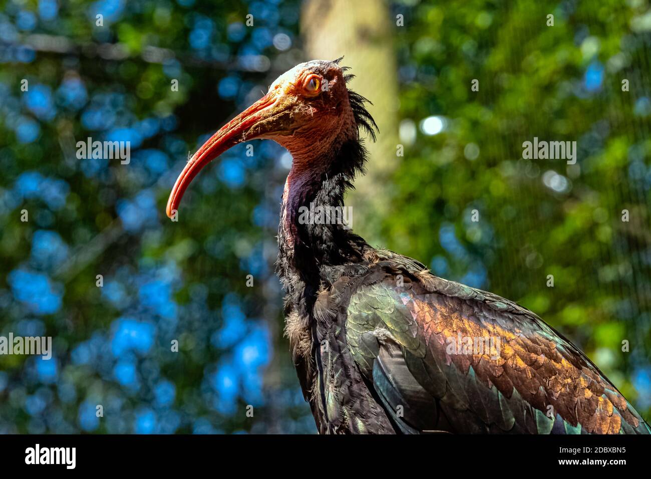 Geronticus eremita connu sous le nom de waldrapp, ermit ou Nord bald ibis Banque D'Images