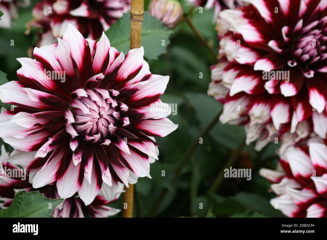 Gros plan d'une dahlia blanc-violet Banque D'Images
