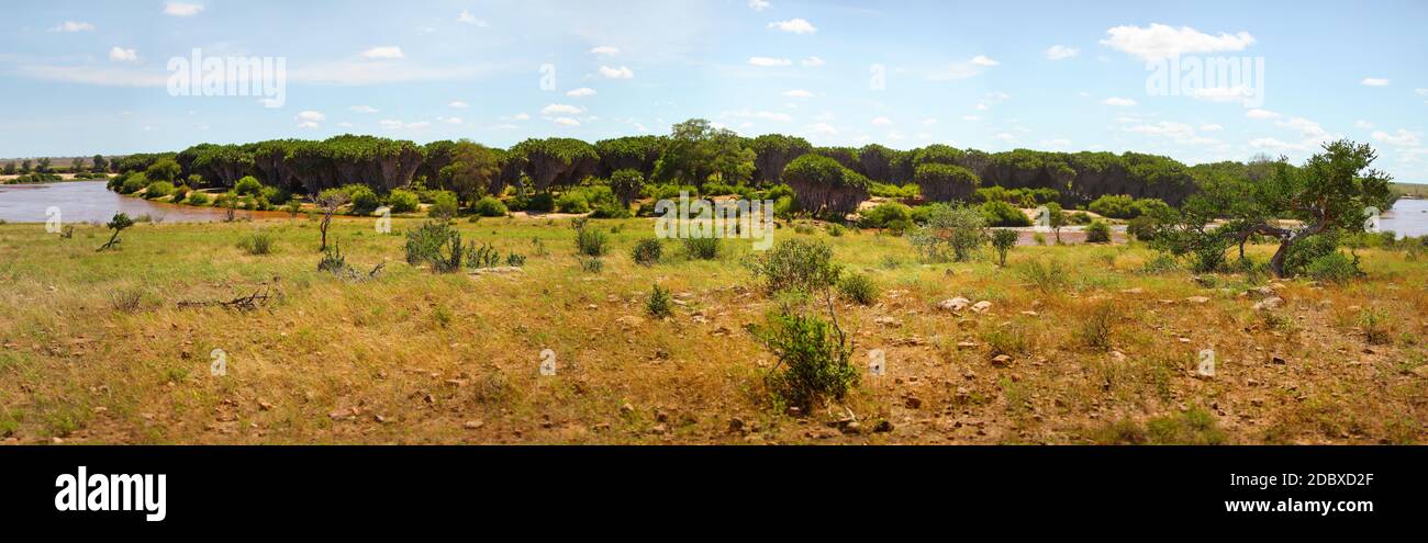 La haute résolution du Tsavo East National Park panorama avec buissons bas en premier plan et de palmiers doum rivière Galana derrière dans le dos. Kenya Banque D'Images