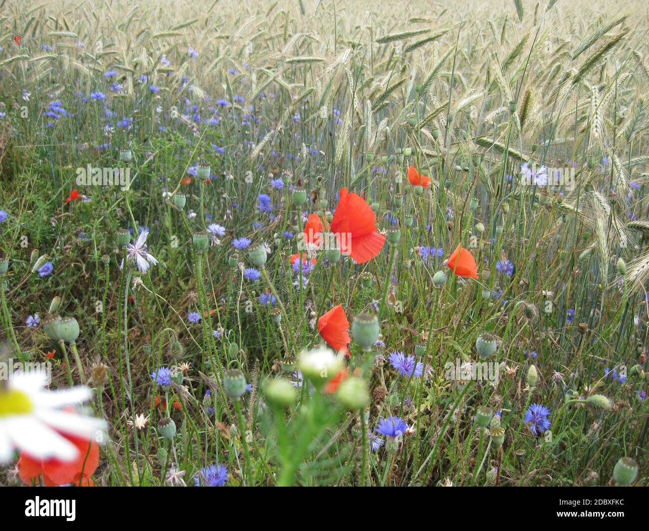 Coquelicots et fleurs de maïs dans un champ Banque D'Images