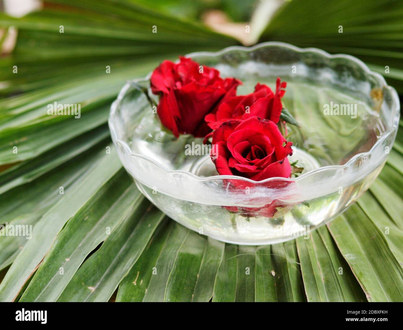 Magnifique bouton rose rouge dans l'eau à l'intérieur du vase pour la décoration de la maison. Banque D'Images