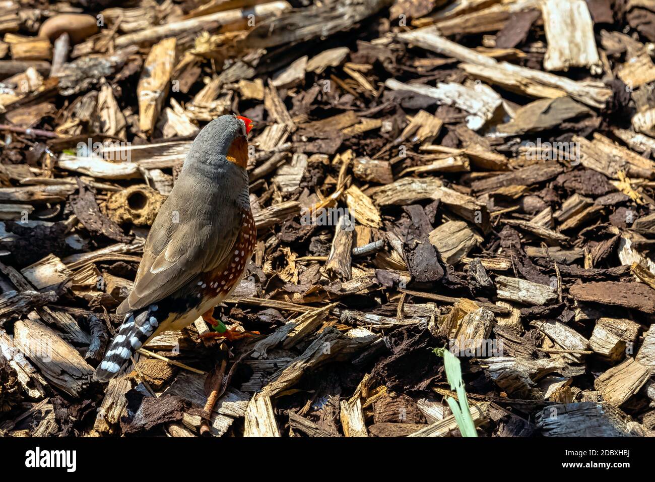 Zebra finch (Taeniopygia guttata) - le finch estrildid le plus commun d'Australie centrale Banque D'Images