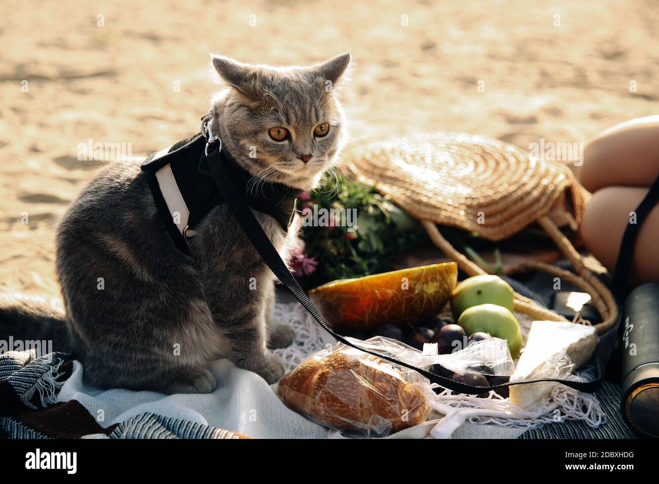Cette photo montre un chat surprise écossais gris droit avec une laisse sur la plage par une journée ensoleillée Banque D'Images