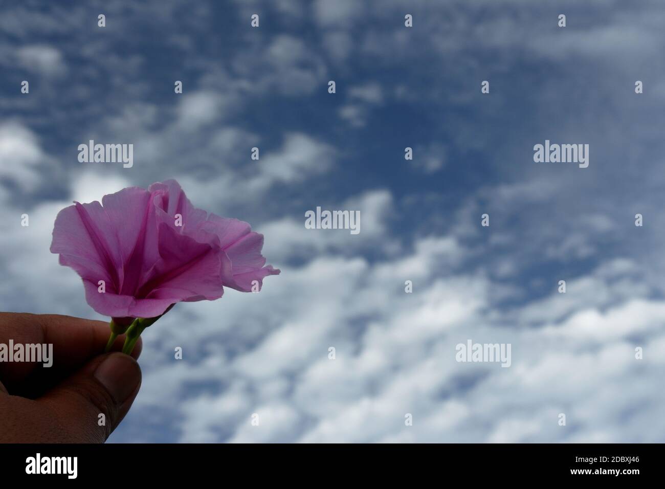 Gloire du matin fleur Rose pomme et ciel Banque D'Images