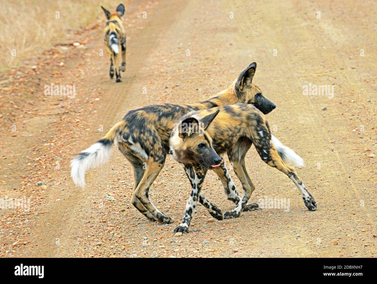 Chiens sauvages dans le parc national Kruger en Afrique du Sud Banque D'Images